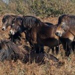 Horses on Chailey Common