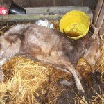 Buxted animal welfare prosecution - A goat kept by Clare Cotton was in such a poor state of health it had to be put down