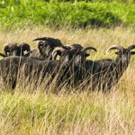 Chailey sheep