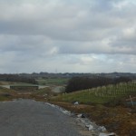 Tree planting along the route of the Bexhill to Hastings Link Road