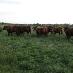 Cattle grazing returns to Ditchling Common