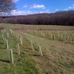 Tree planting near Marline Valley Woods, north of Hastings, as part of the environmental improvement work for the new Bexhill to Hastings Link Road