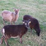 Soay sheep at Chailey Common