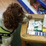 A tobacco detection dog at work