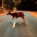 Picture of a deer on the road