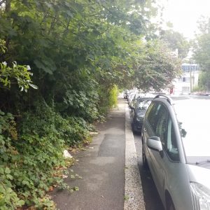 a hedge overhanging a pavement 