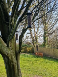 bird feeders containing peanuts on a birch tree with two benches in the background