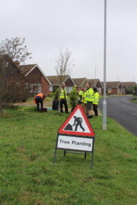 trees being planted 