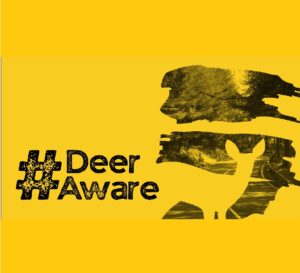 image of a shadow of a deer 